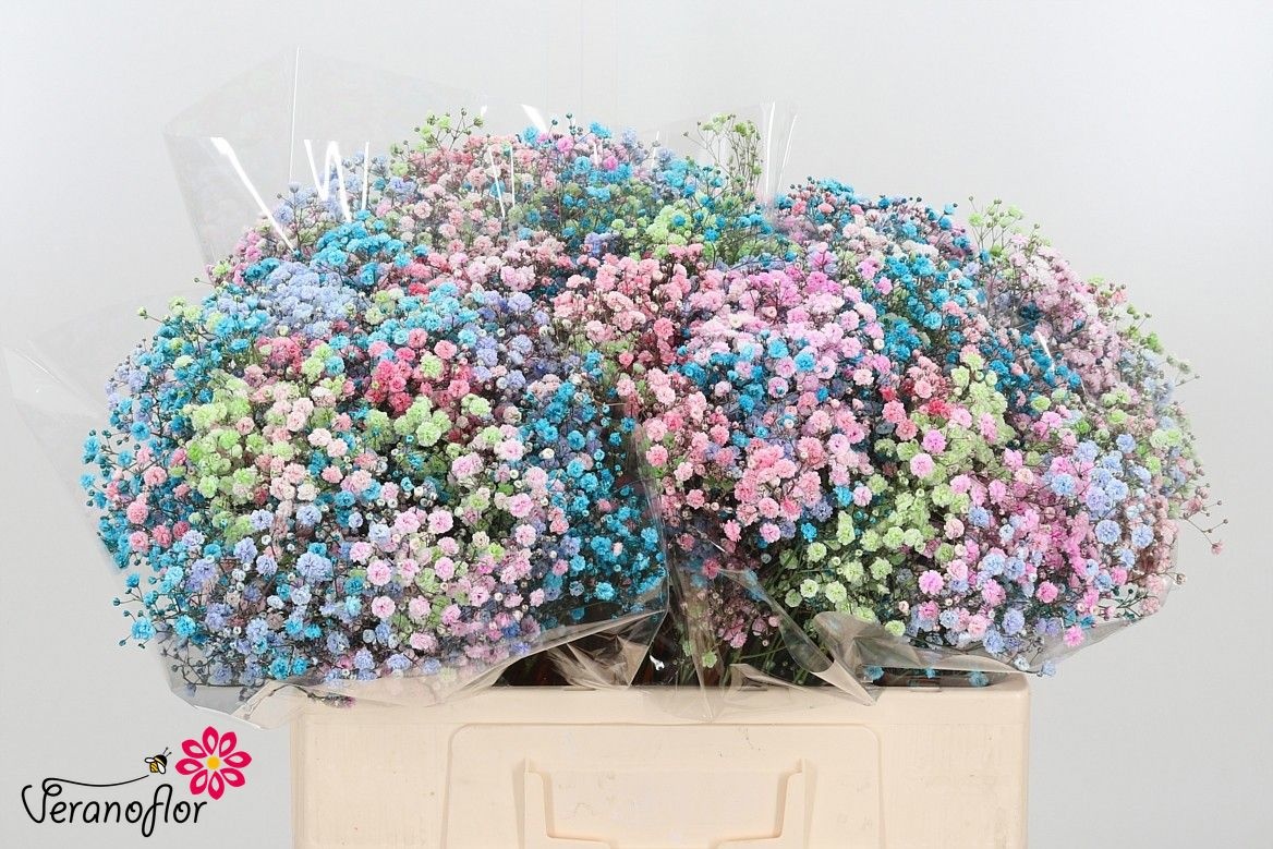 Gypsophila Painted 60cm 12gram