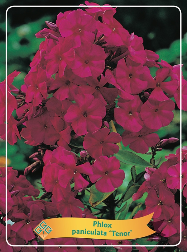 Picture of Phlox paniculata mix 6x10 srt. per shelve P11