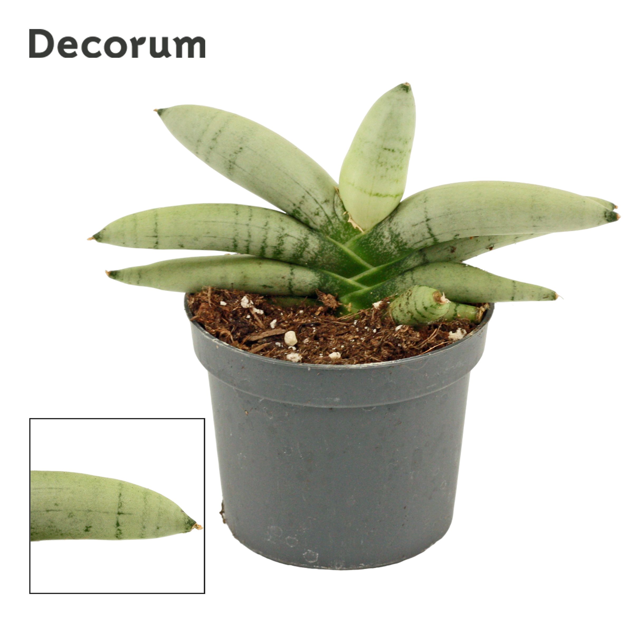 Sansevieria-boncellensis Platinum サンスベリア-ボンセレンシス プラチナム  Sansevieria \"Boncel\" Silver form (Dracena)