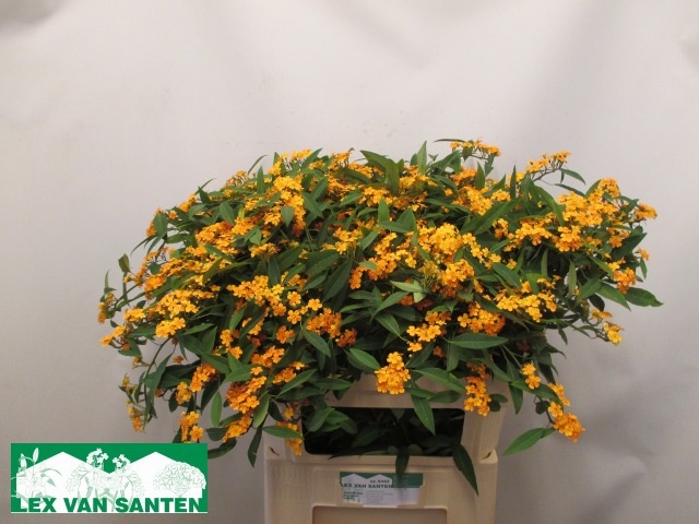 Euphorbia Spray Sunstream 80cm