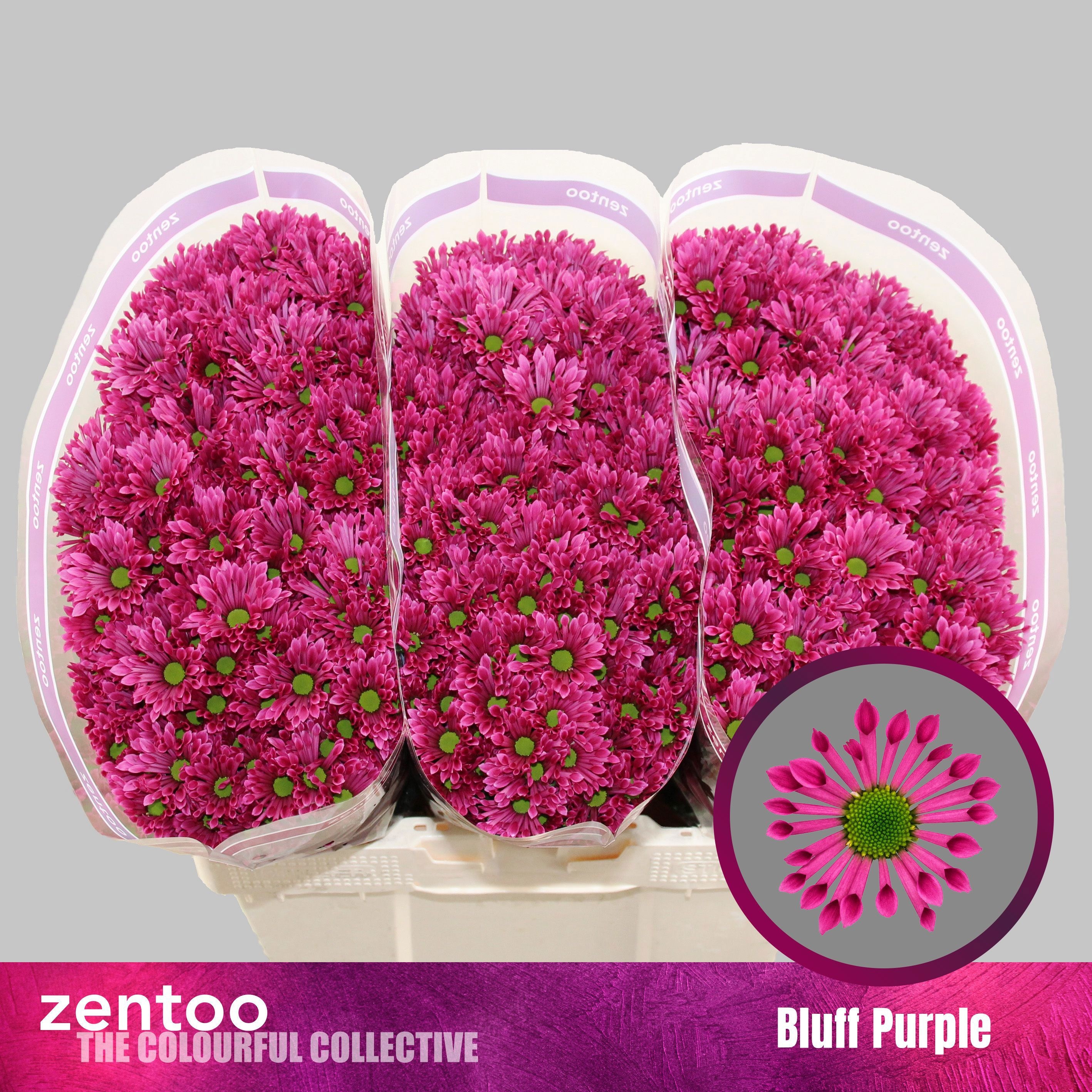Chr S Aaa Bluff Purp 55cm 100Ø