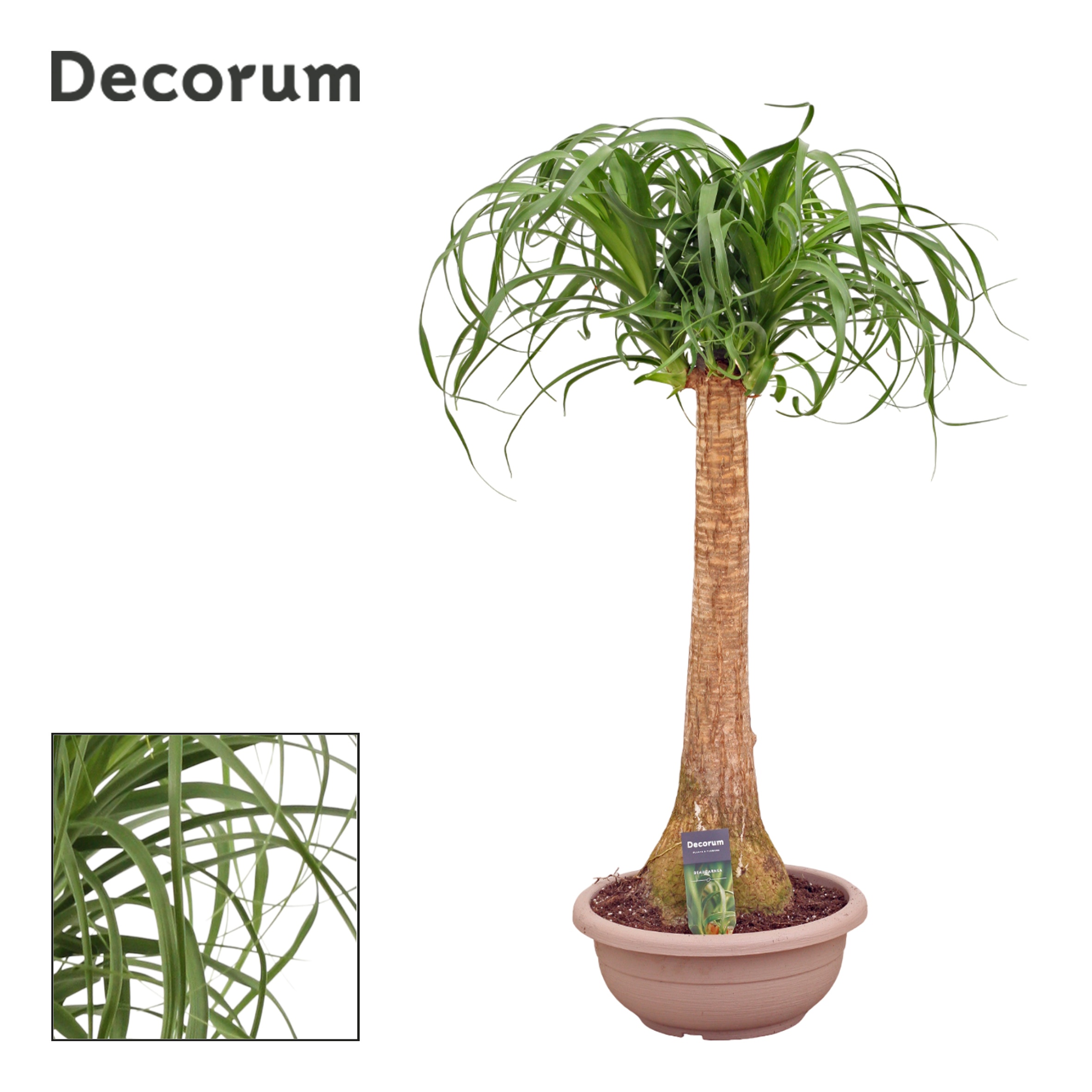 Beaucarnea Recht in schaal(Decorum)