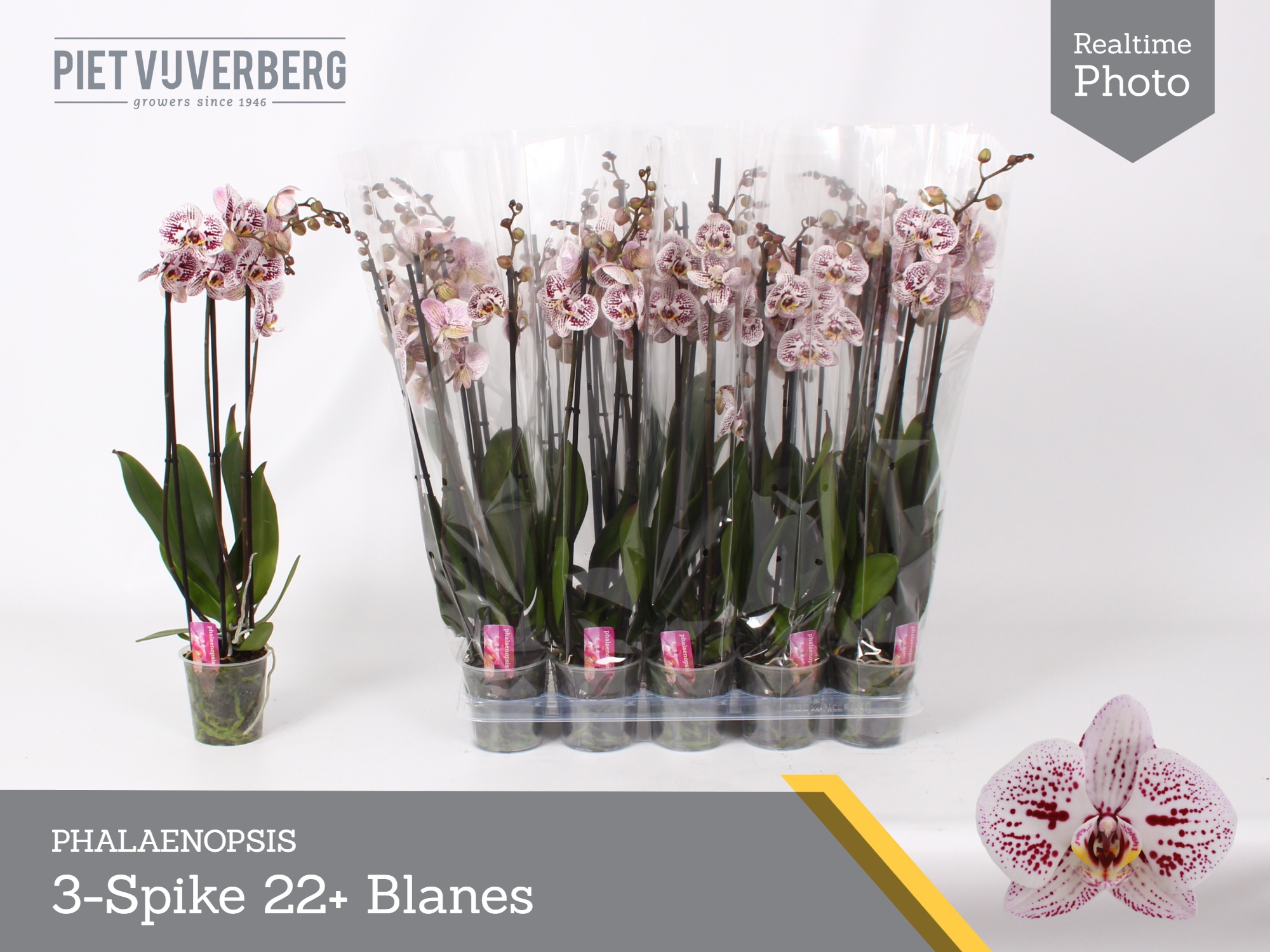 Phal Ov Wit 12P 60H 3TAK 22bloem 22bloei