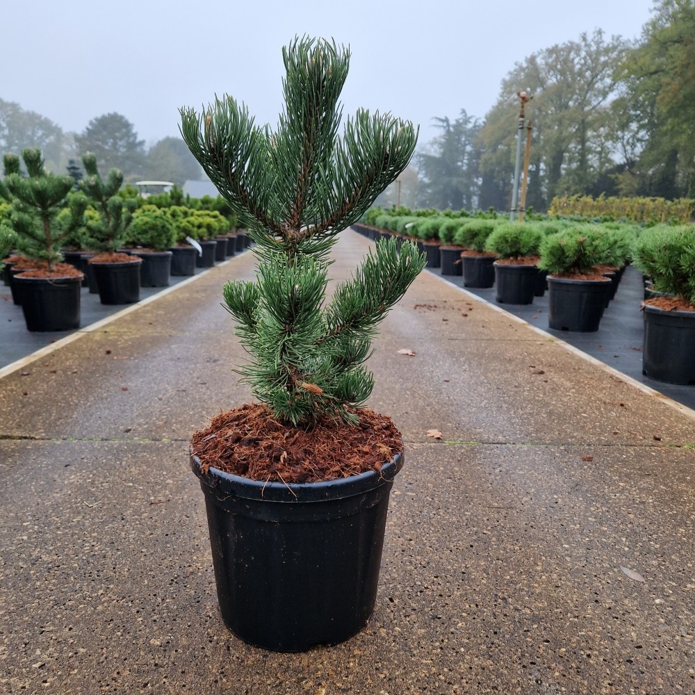 Picture of Pinus nigra Oregon Green C8 40/50 (LOOSE)