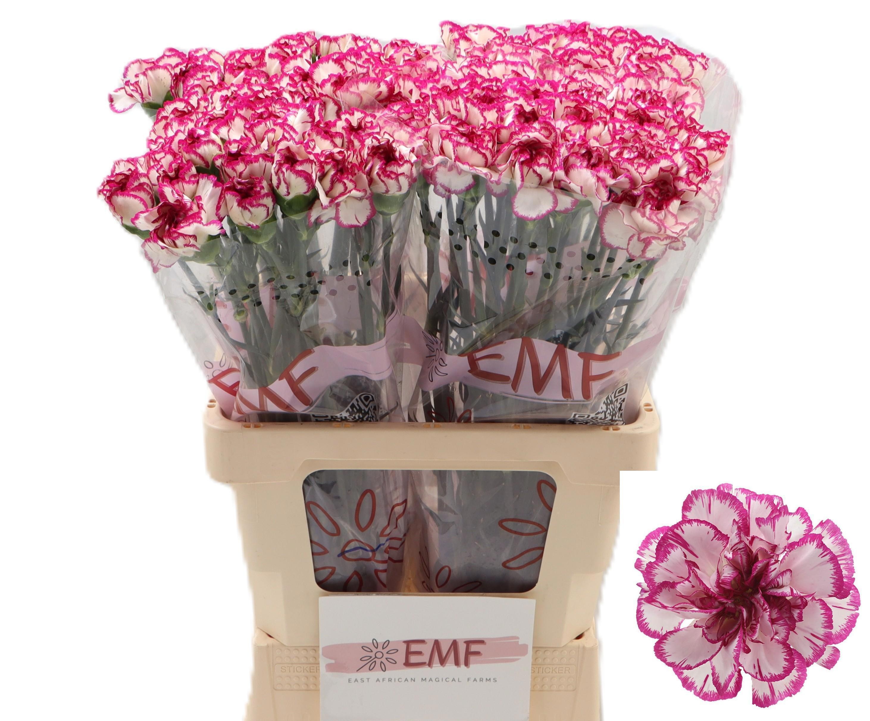 Dianthus St Kino 60cm
