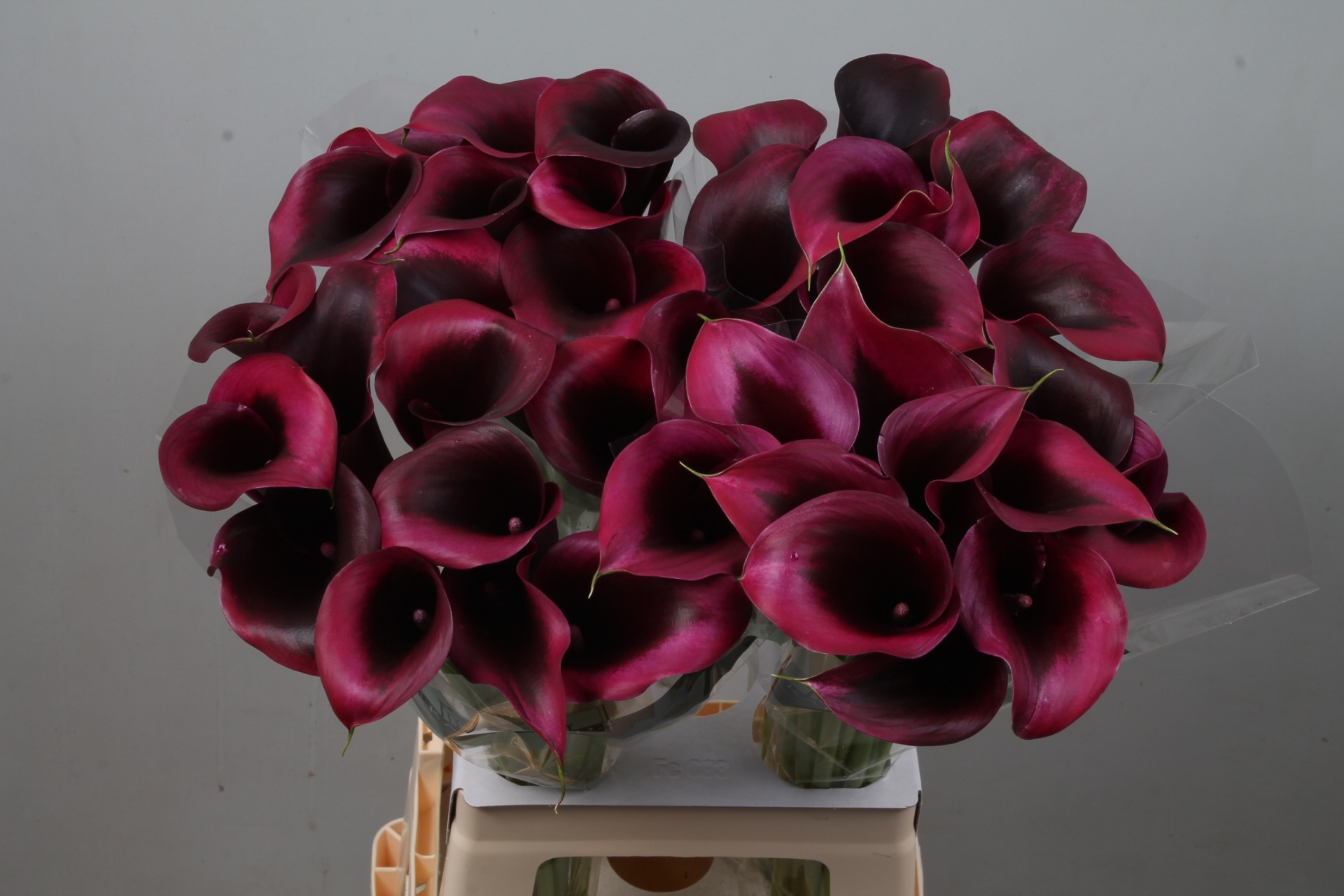 Calla Rudolph 70cm