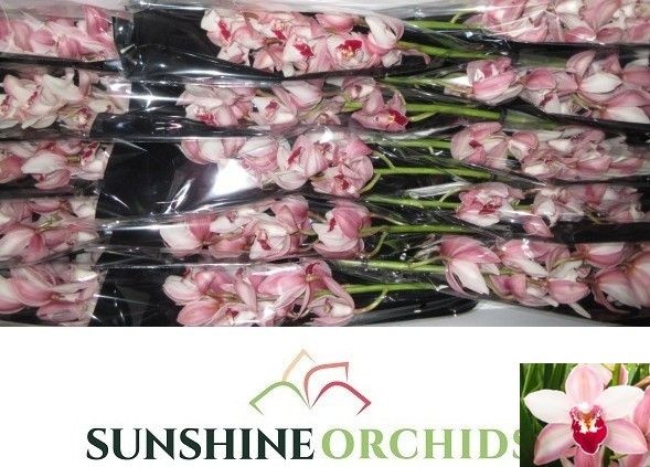 Cymbidium Mini Brown 50cm
