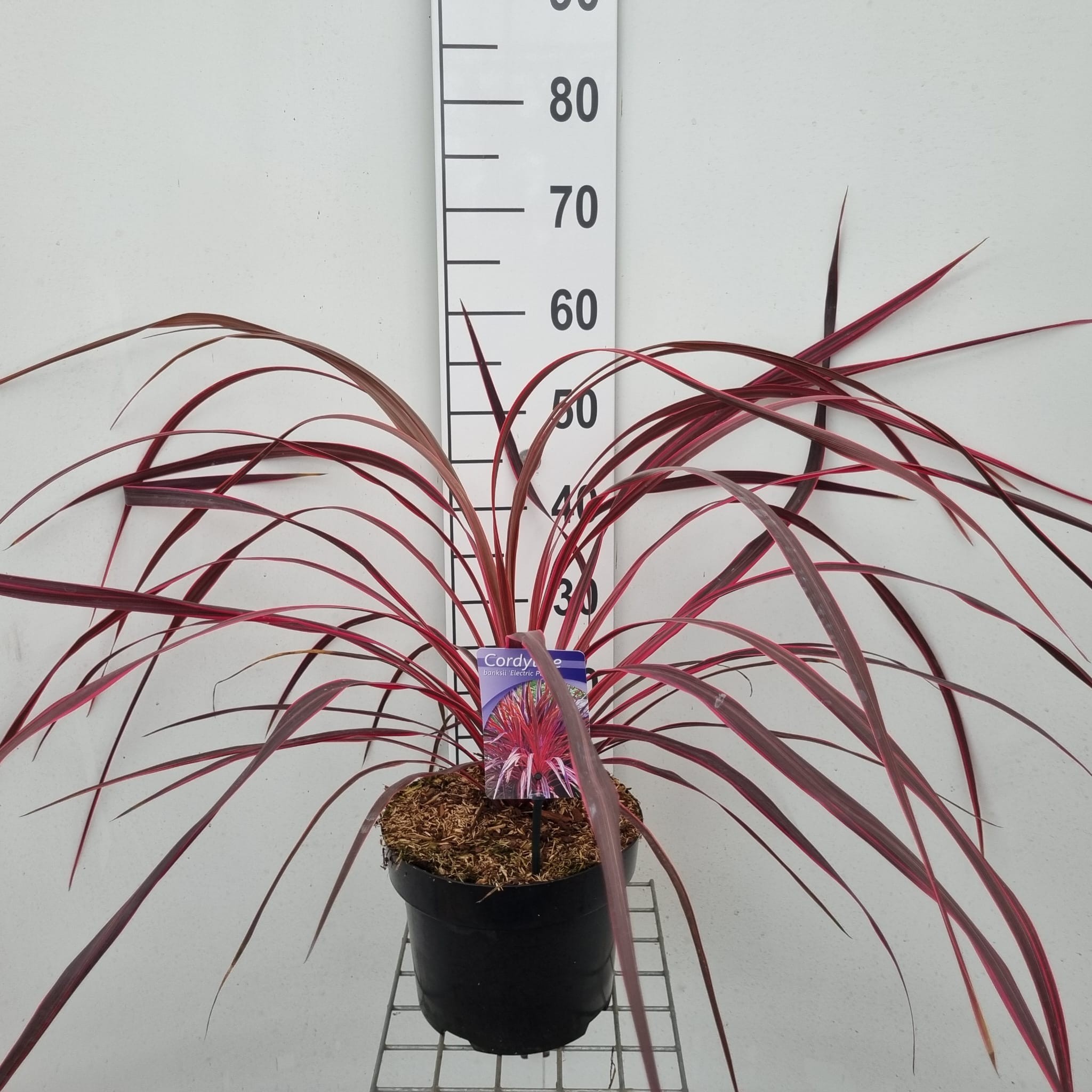 Picture of Cordyline banksii Electric Pink ('Sprilecpink'PBR)