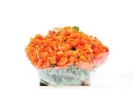 Ranunculus Asiaticus Elios 40cm