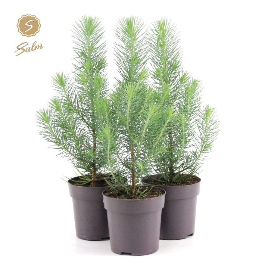 Picture of Pinus pinea Silver Crest P10.5