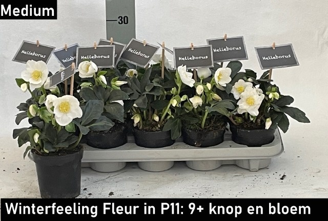 Hell Ni Winter Fleur 11Ø 20cm