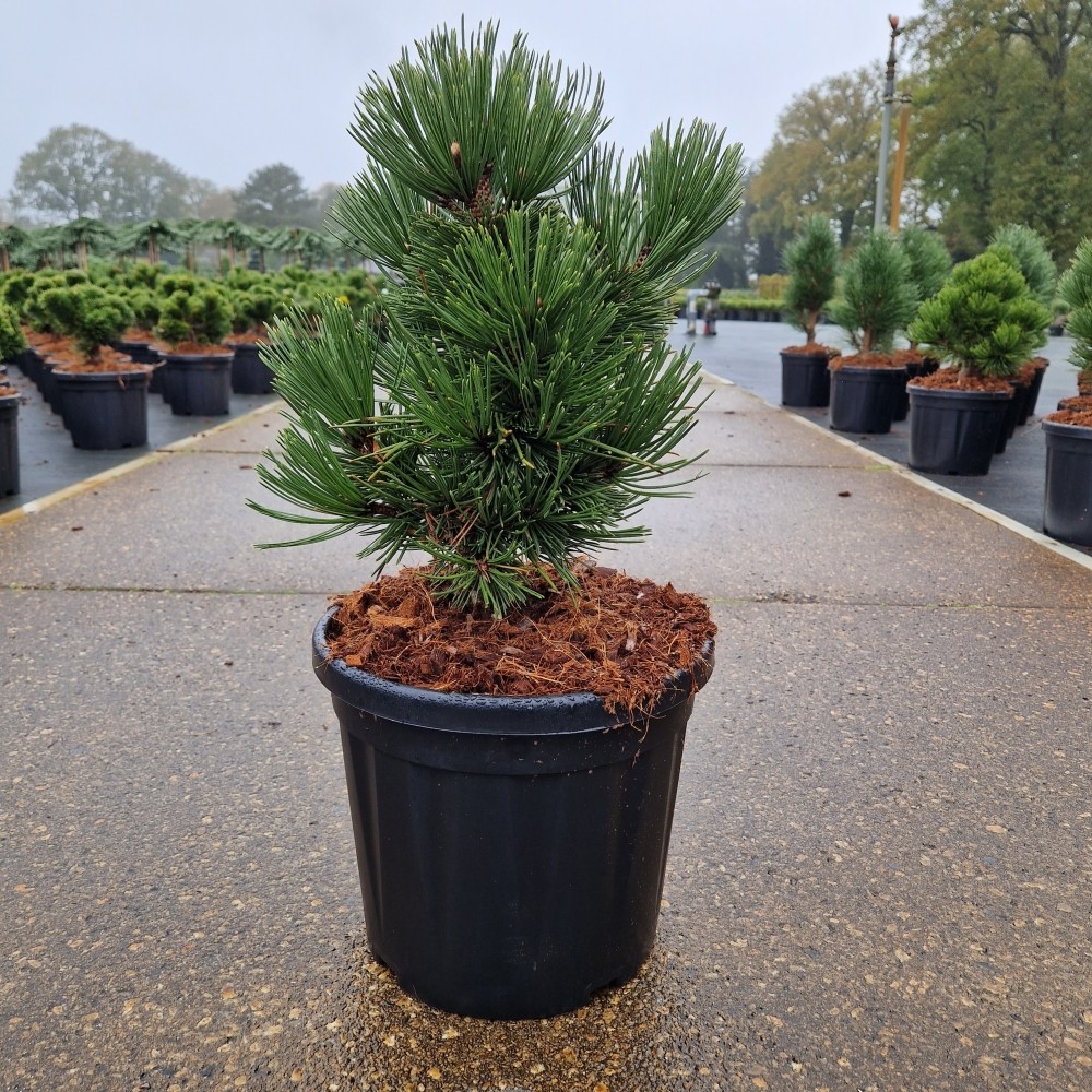 Picture of Pinus leucodermis Irish Bell C8 25/30 (LOOSE)