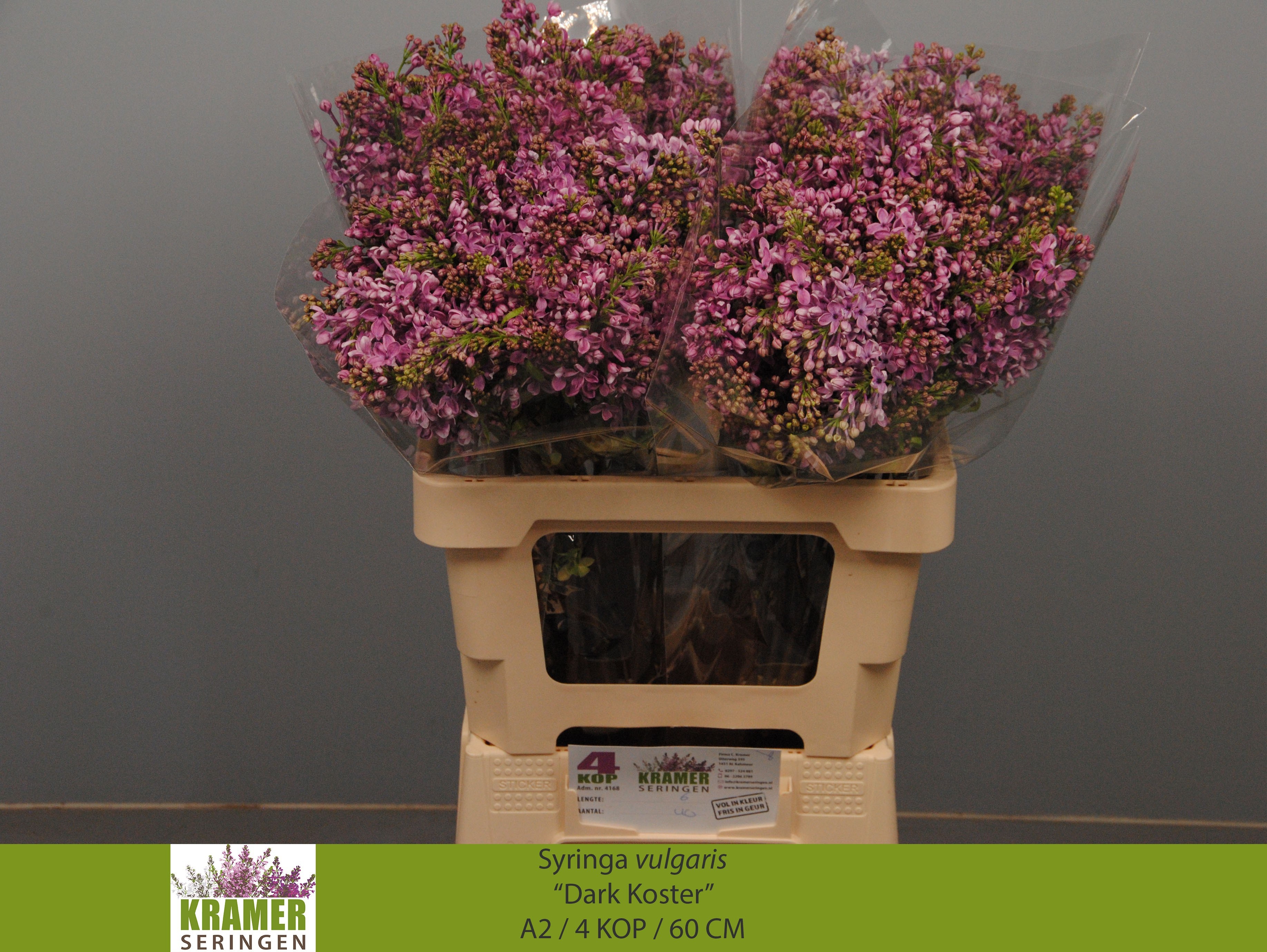 Lilac Dark Koster 60cm 4