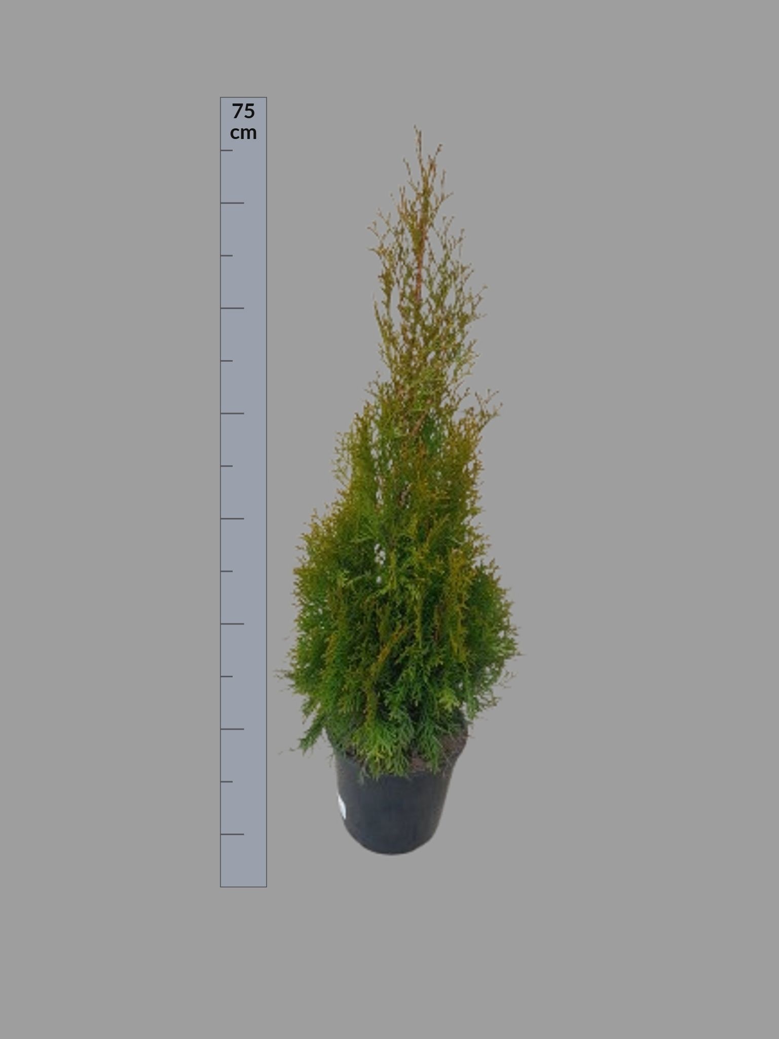 Thuja O Smaragd 21Ø 75cm