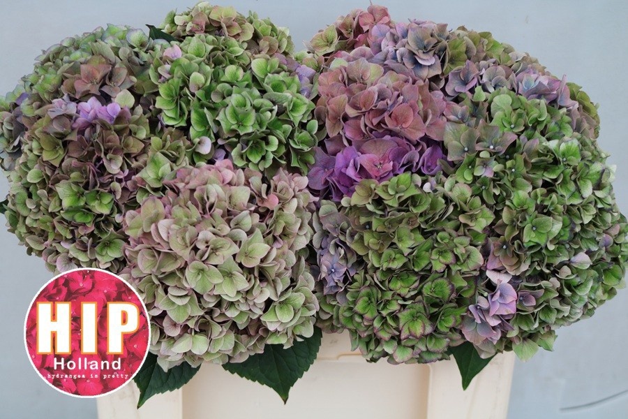 Hydrangea Rodeo Classic Pink 50cm 18Ø