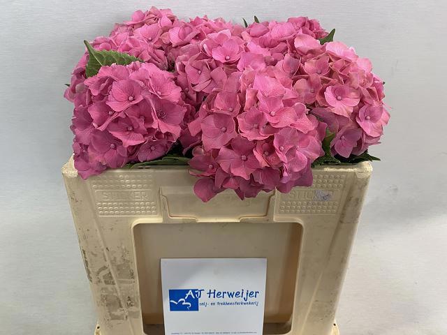 Hydrangea Royal Palace 50cm 14Ø