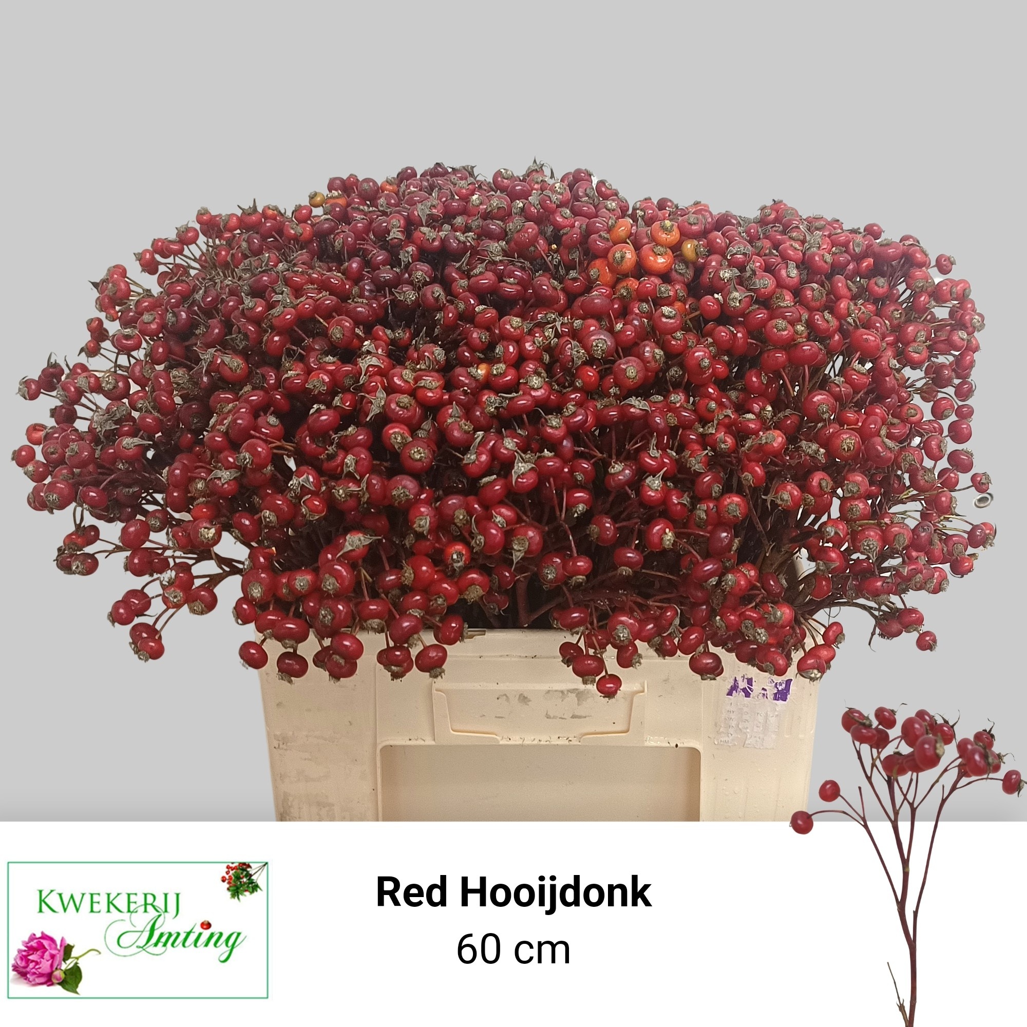 Rosa Red Hooijdonk