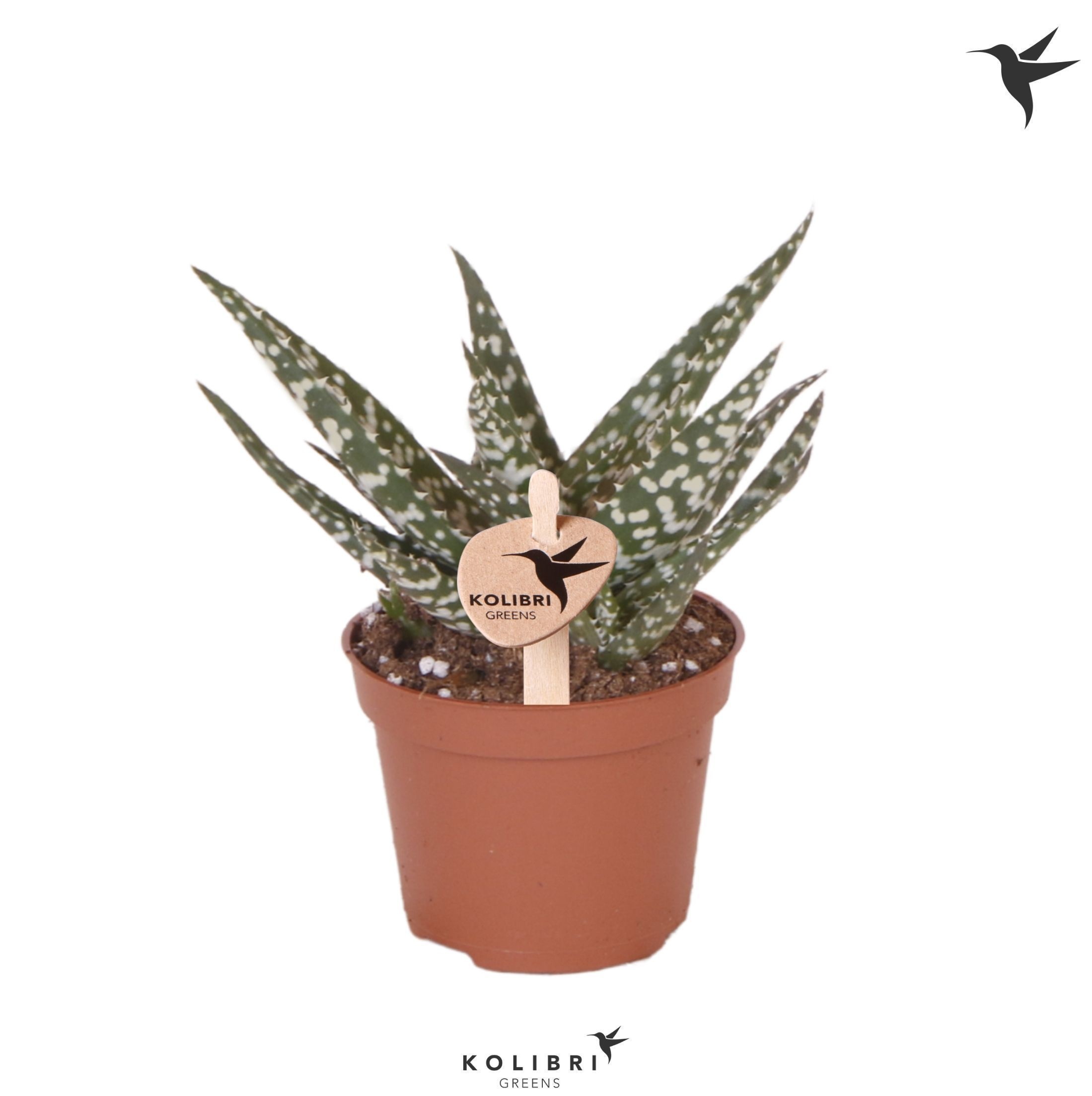 Aloe Kolibri Greens Succulenten Aloë Mingo