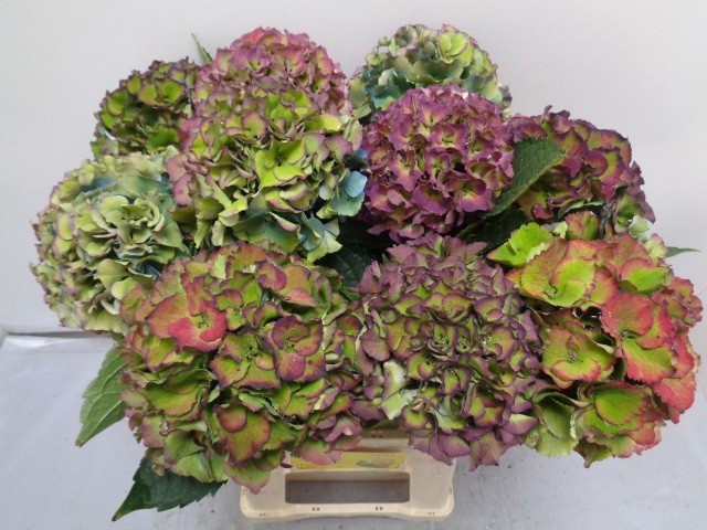 Hydrangea Royal Palace Classic 60cm 16Ø