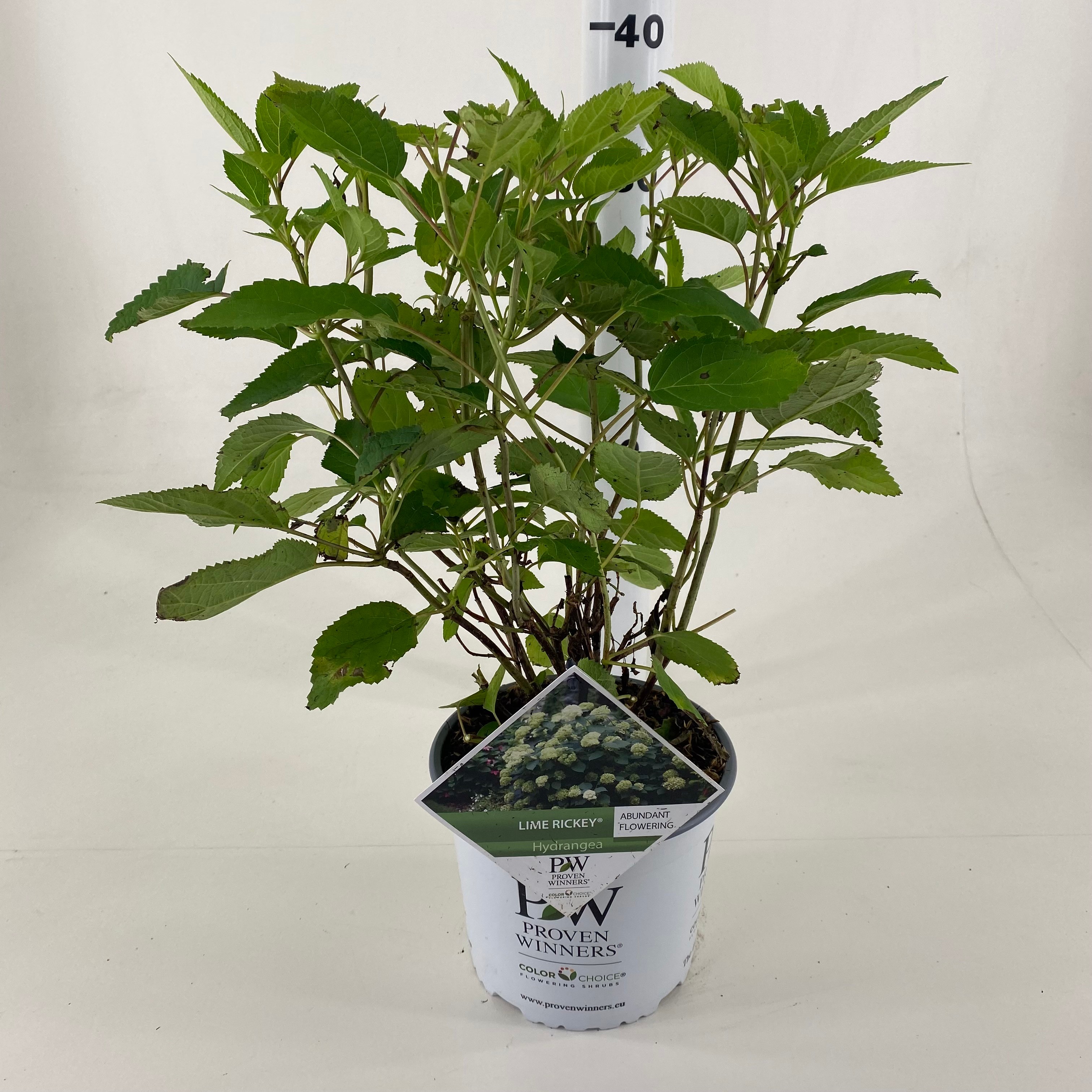 Picture of Hydrangea arborescens Lime Rickey P19 (3 Ltr)