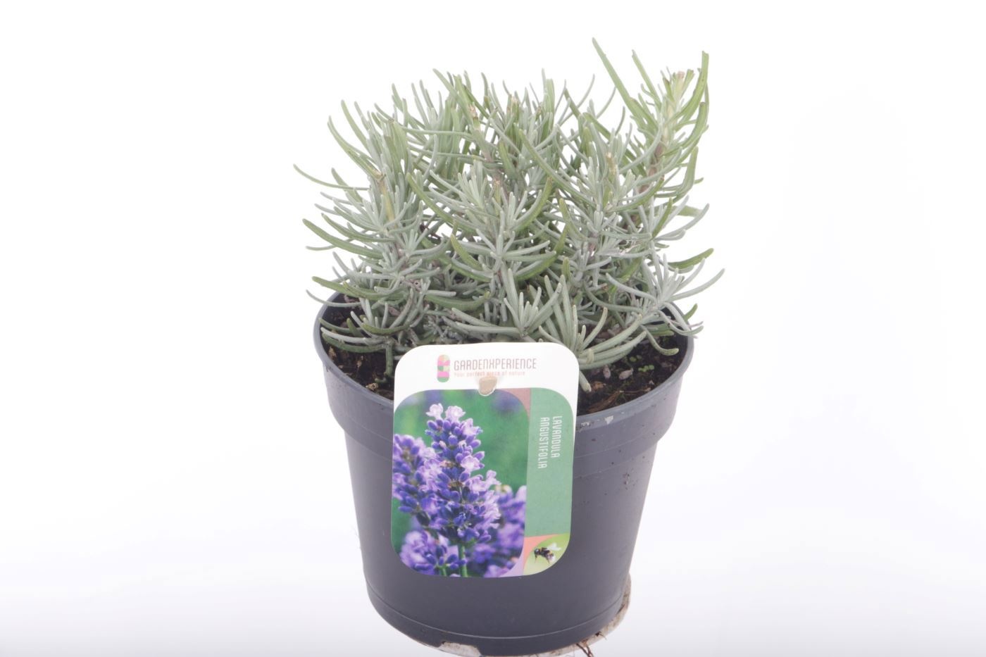 Lavandula angustifolia 'Hidcote'