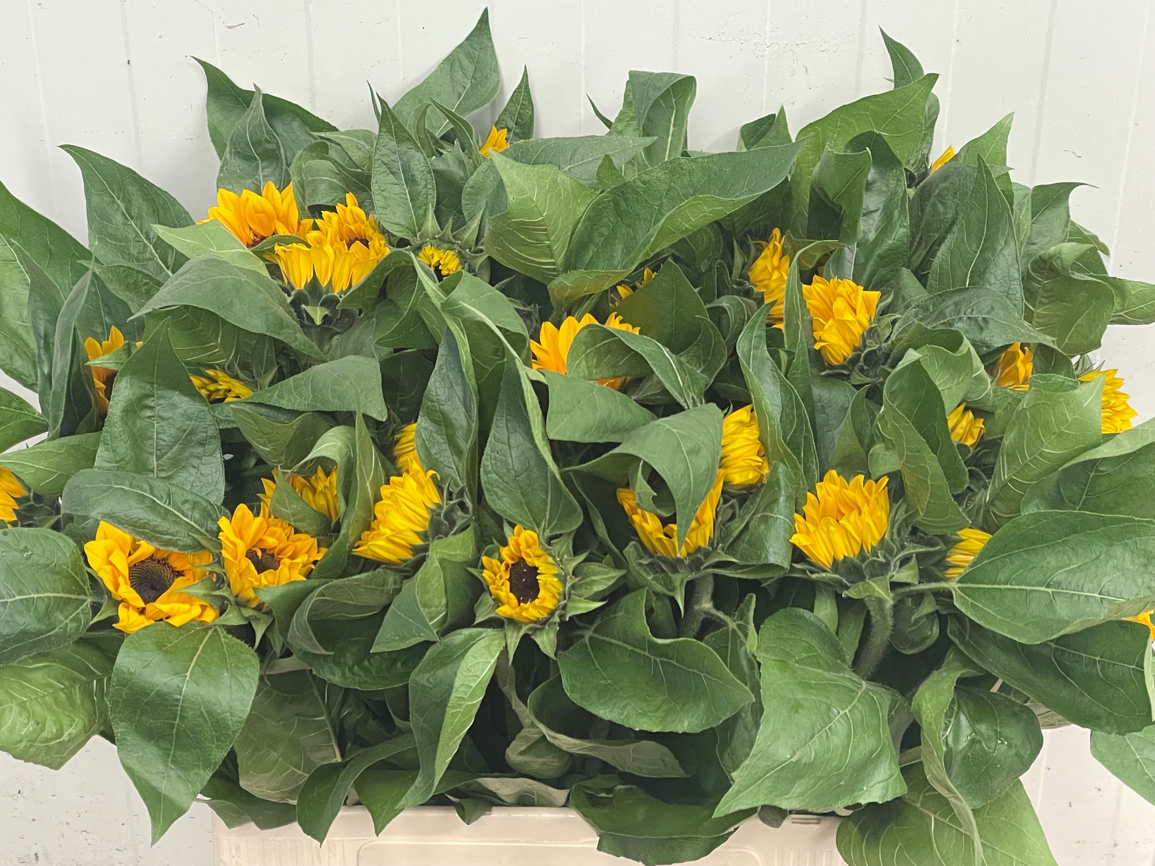Helianthus Sunrich Or 60cm 5Ø
