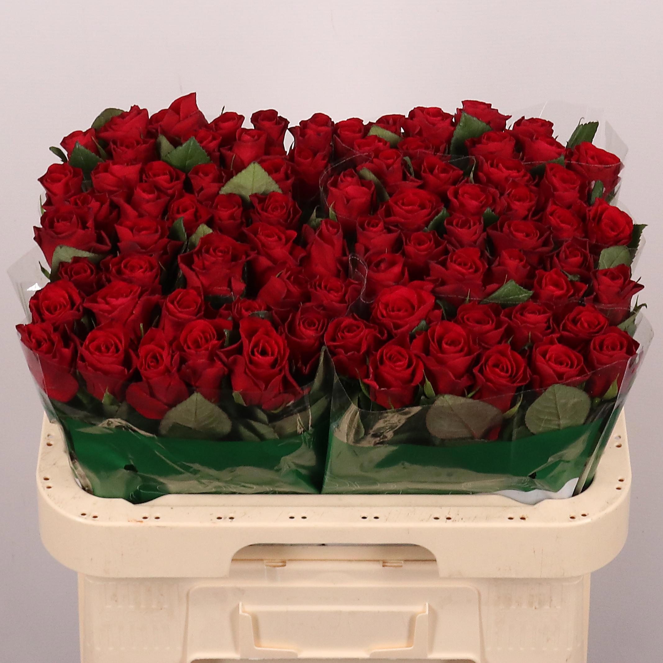 Rosa Red Tacazzi+ 60cm