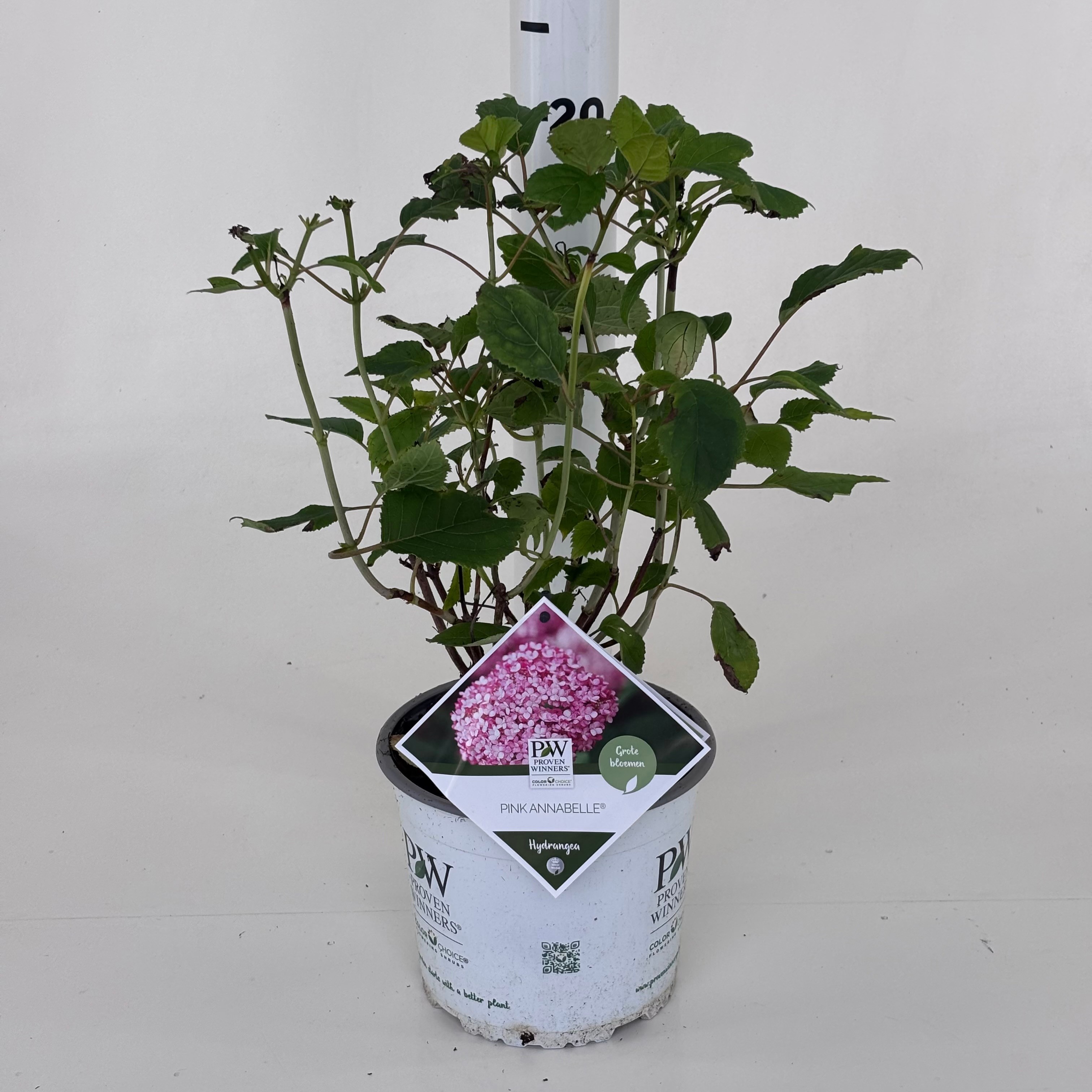 Hydrangea arb. Pink Annabelle® ('NCHA2'*) PW
