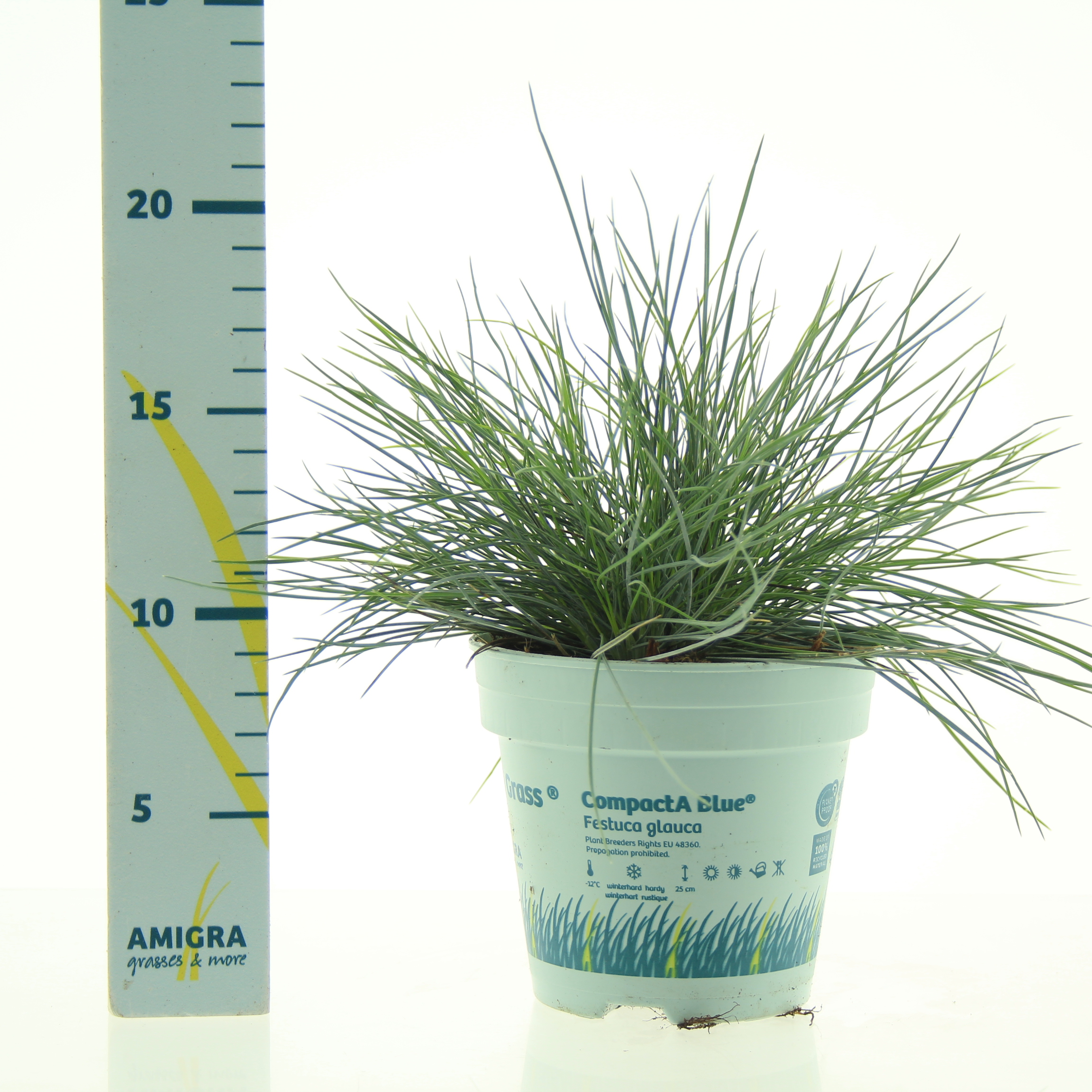 Picture of Festuca glauca CompactA Blue®