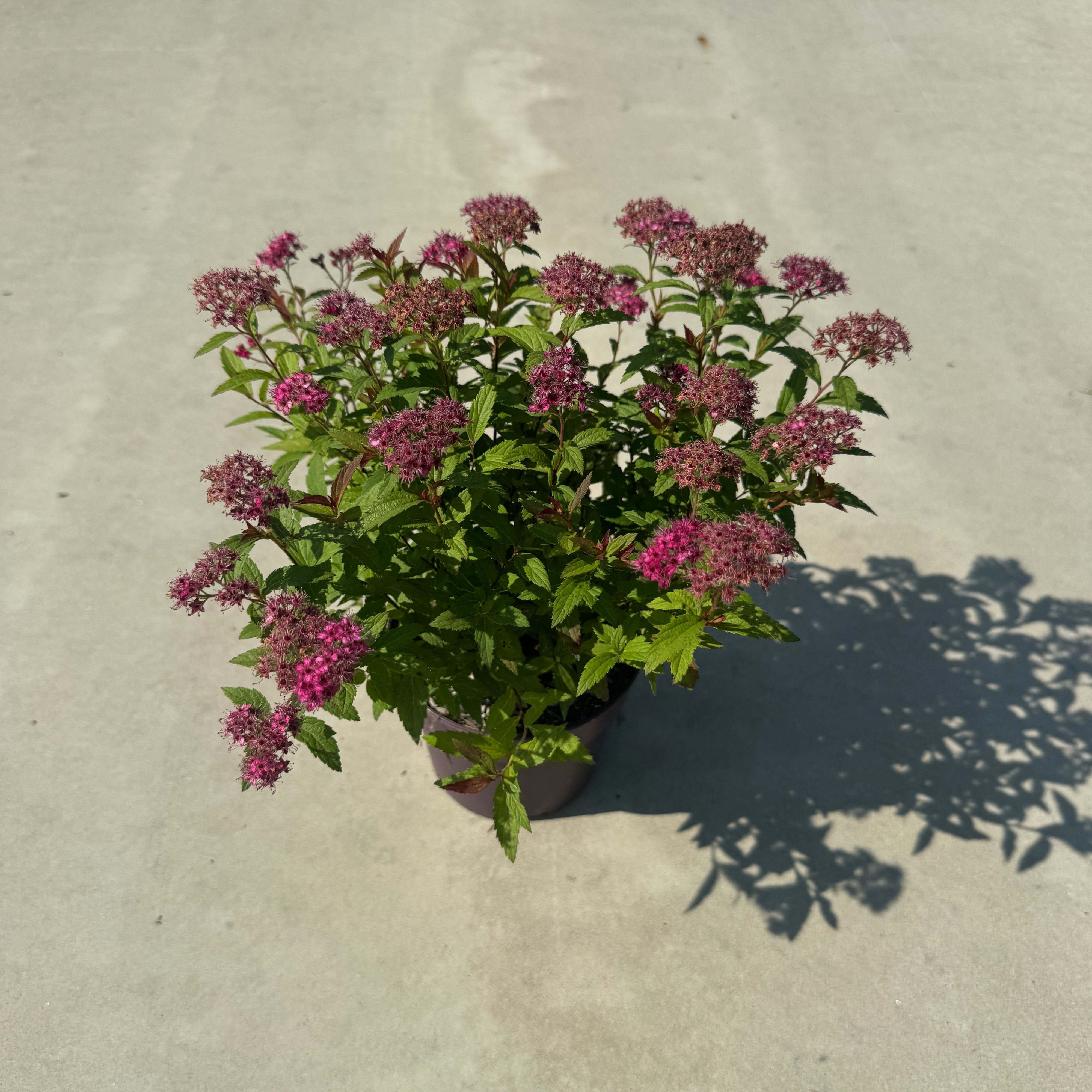 Spiraea japonica 'Anthony Waterer'