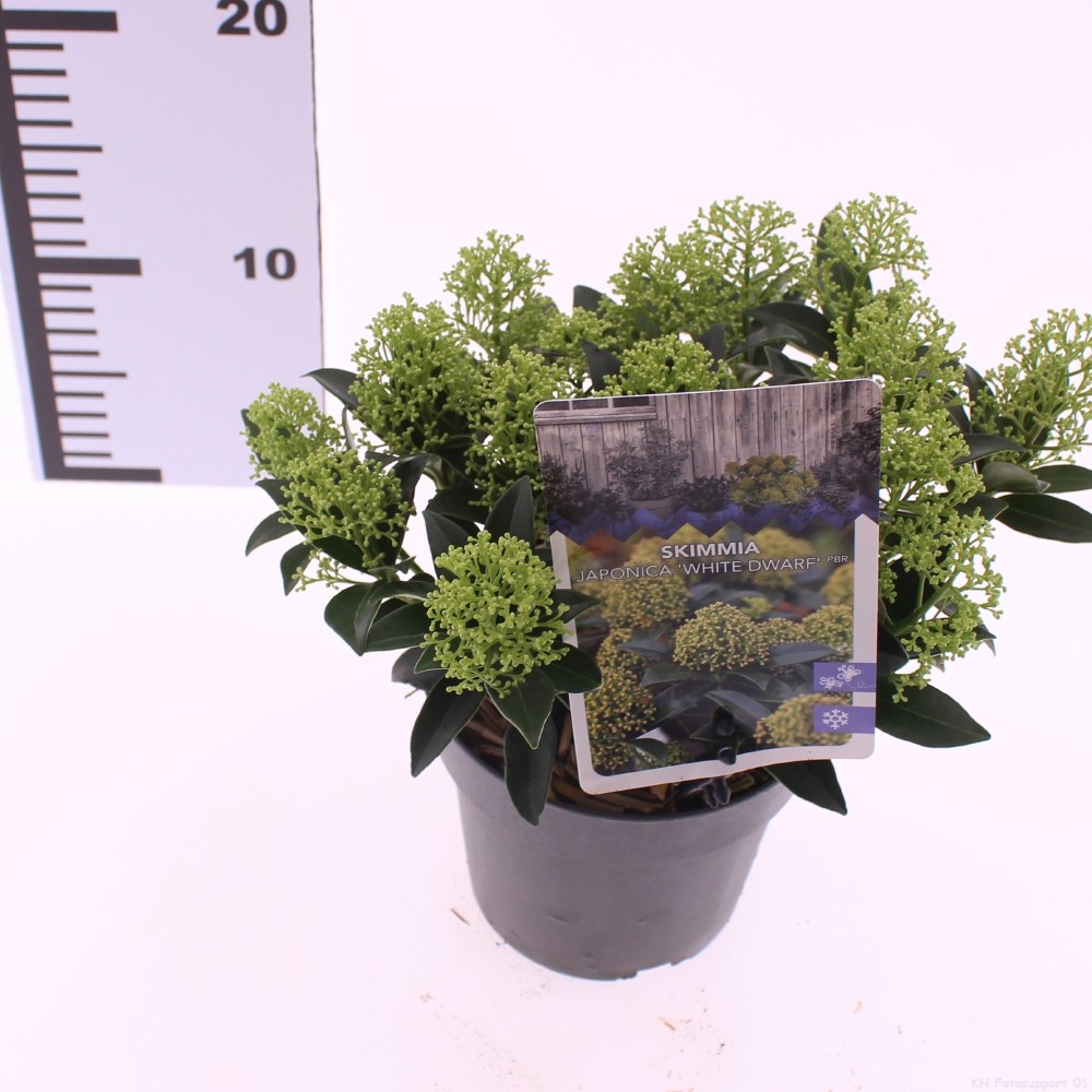 Picture of Skimmia jap. 'White Dwarf'