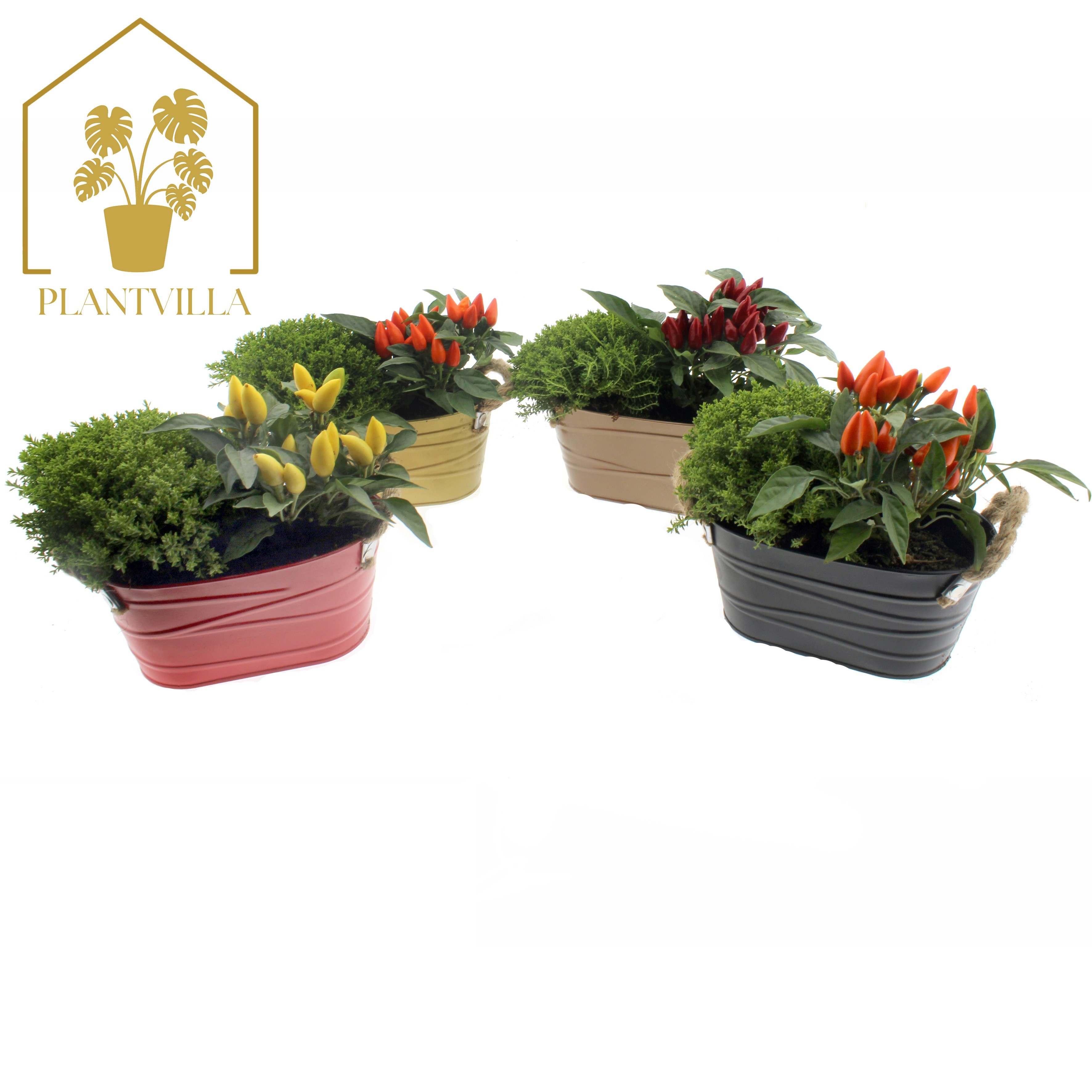Arr Tuinplanten 20P 25cm 99bloei
