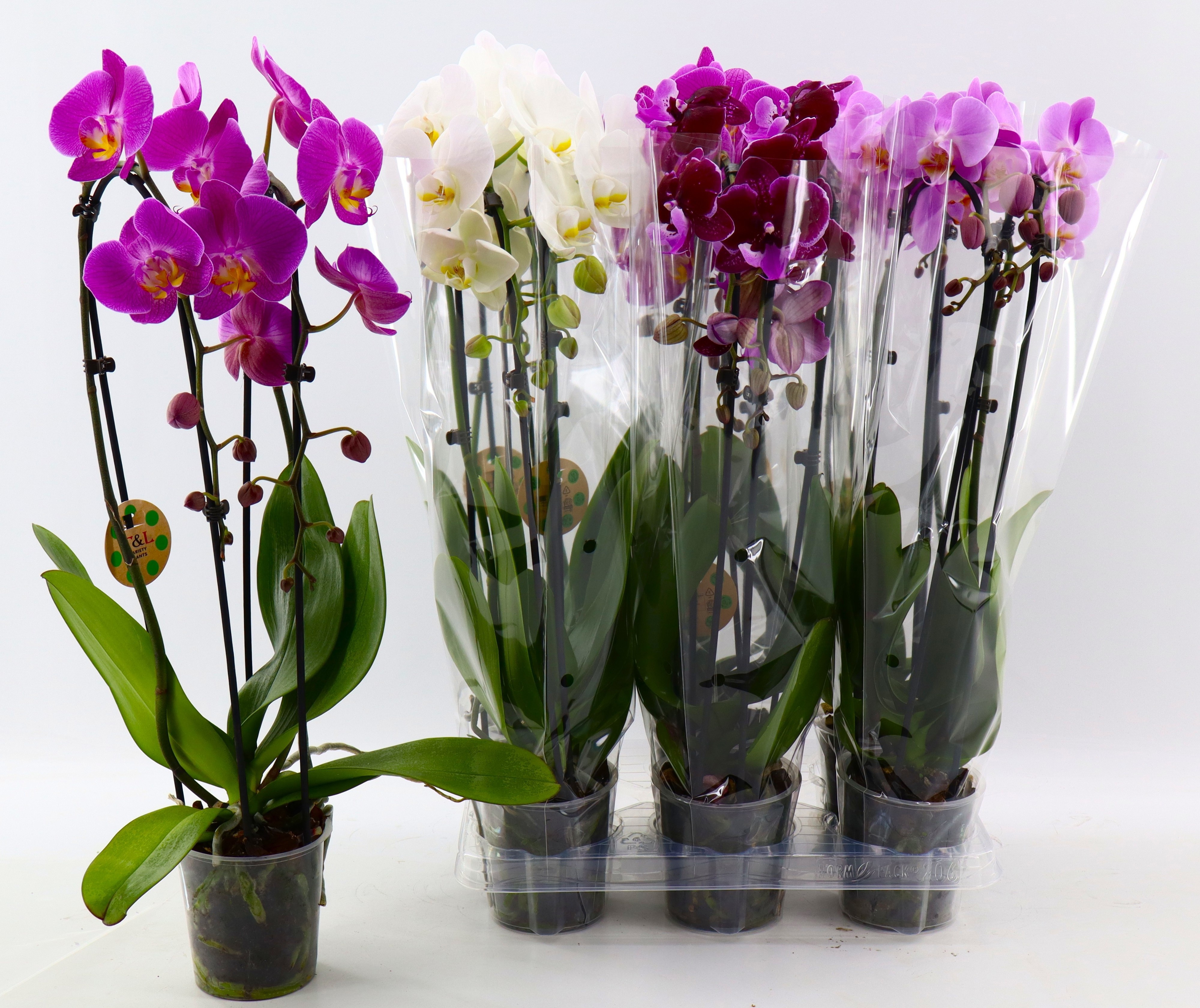 Phal El Cascade 12P 55H 2TAK 16bloem 23bloei