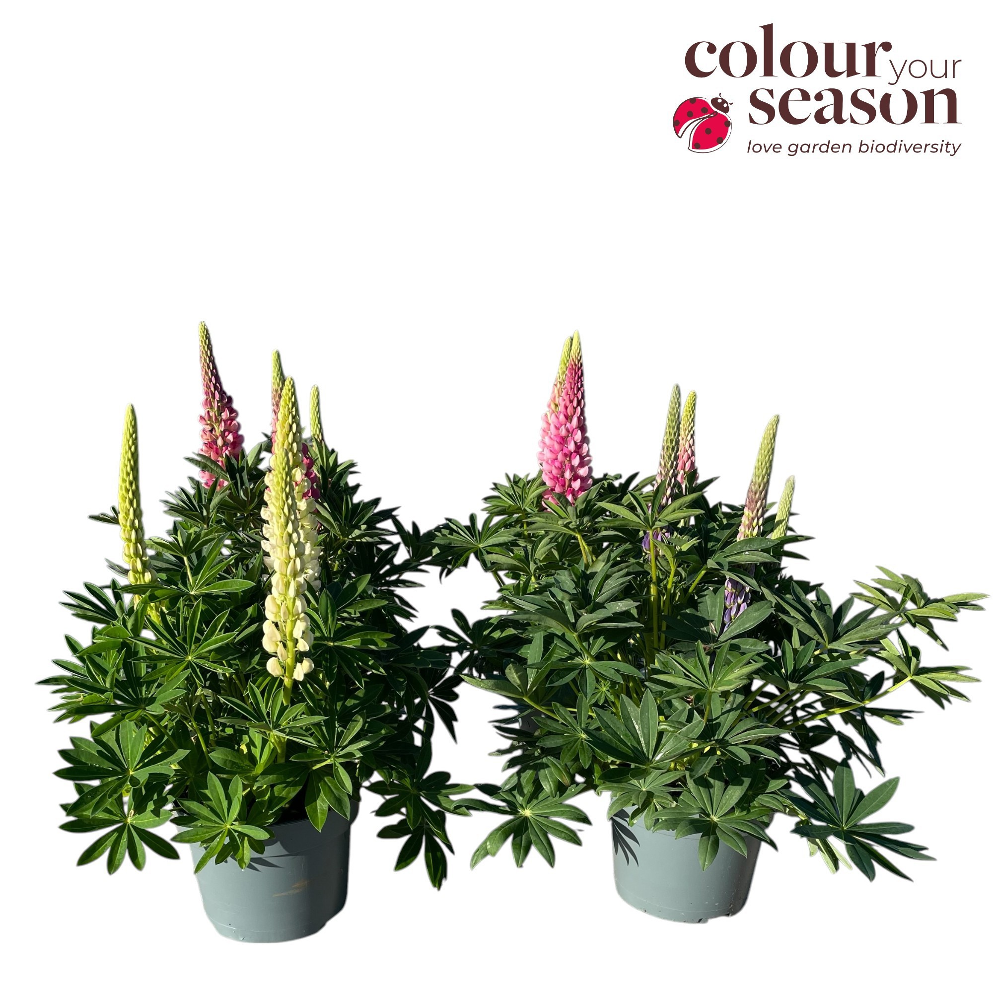 Lupinus Gallery mix