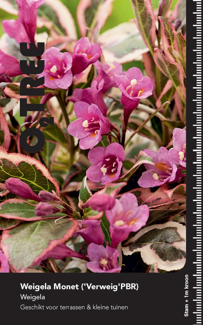 Picture of Weigela flor. Monet P29 (10 Ltr) 80/STD (LOOSE)