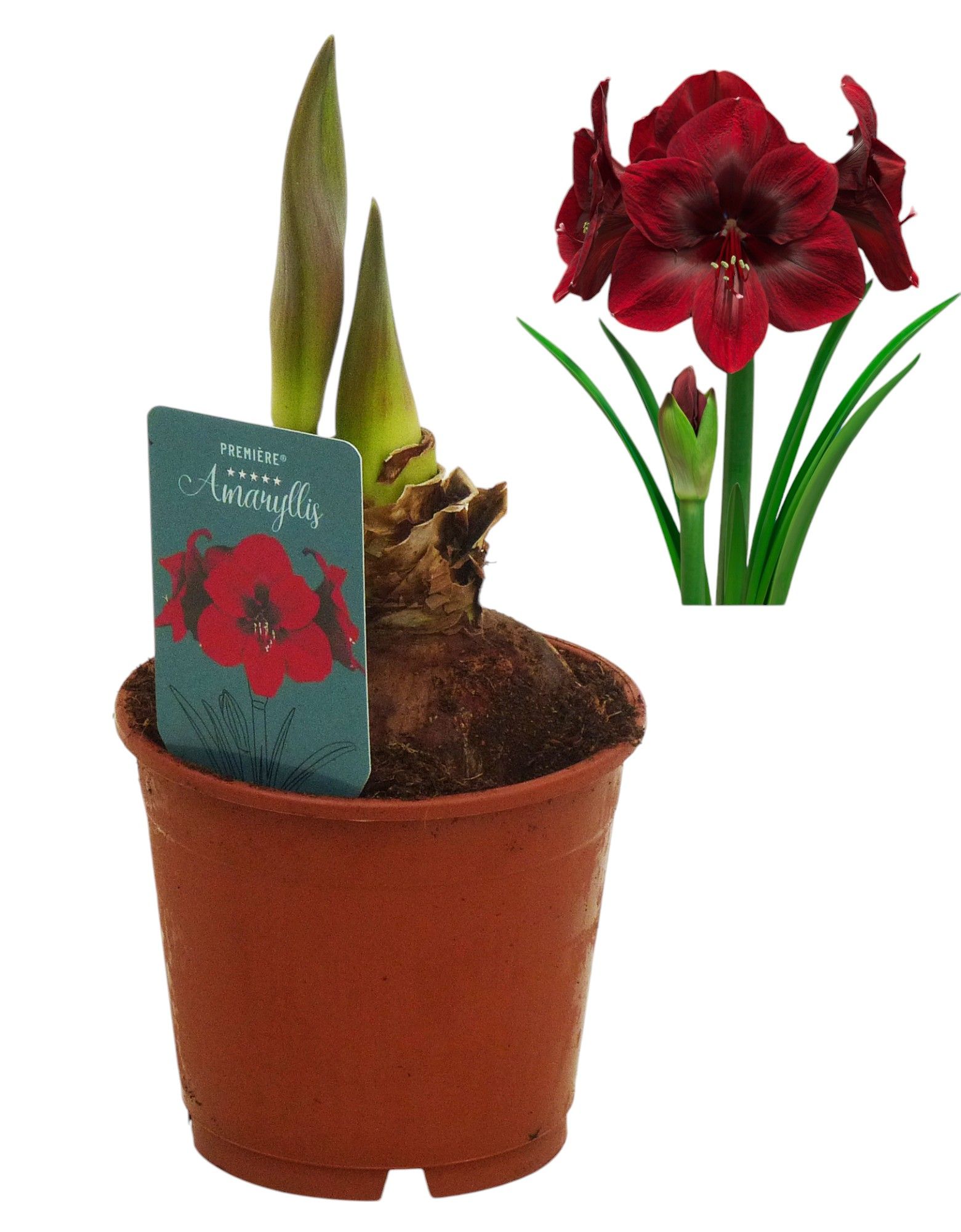 Hippeastrum Premiere regular assortiment