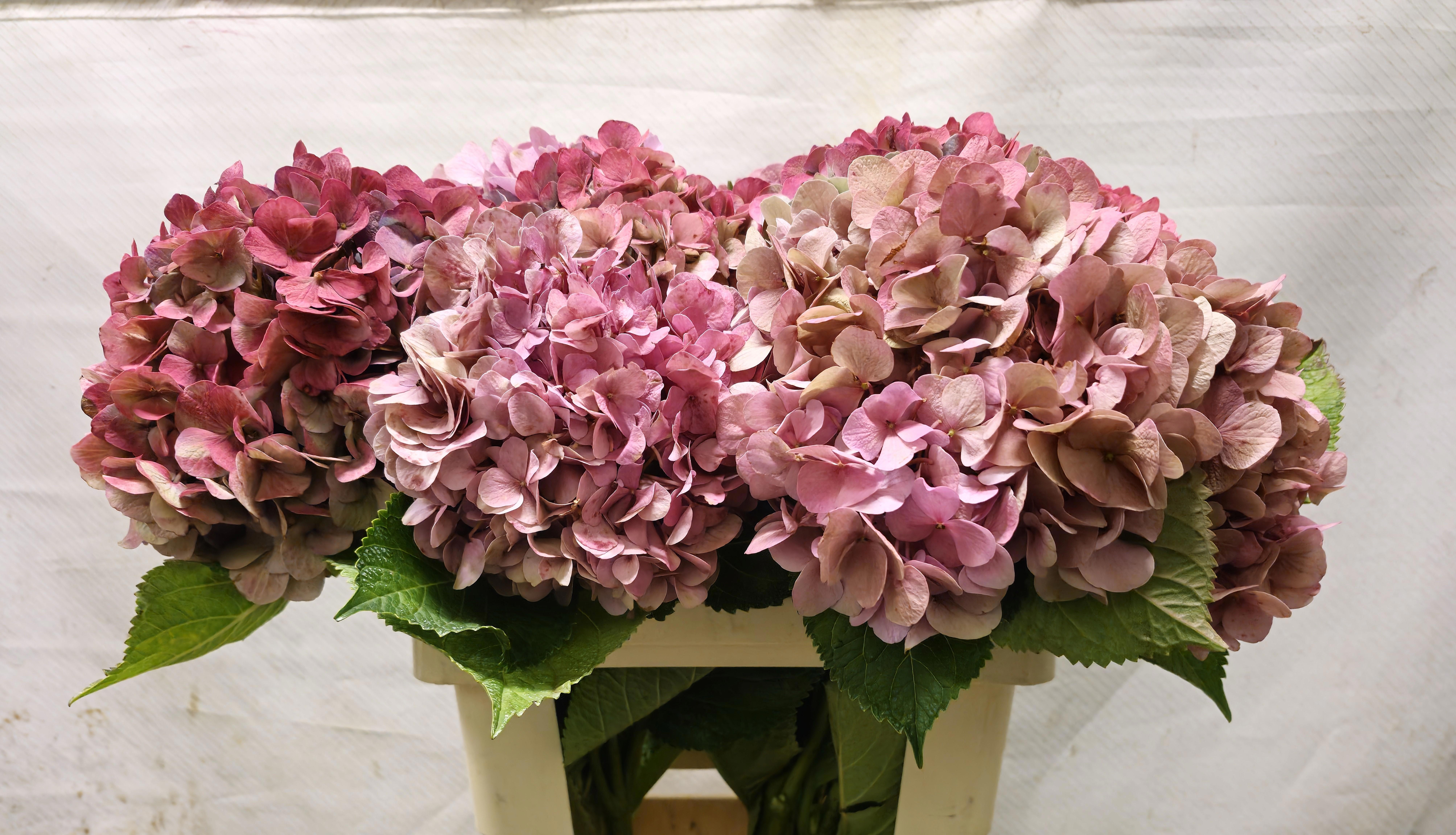 Hydrangea Bodensee Clas 50cm 16Ø