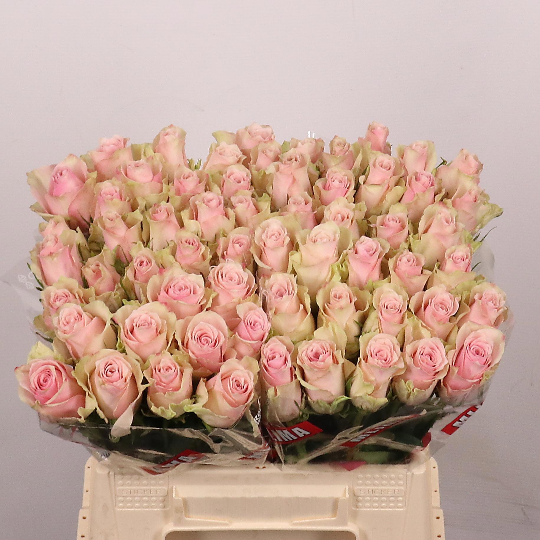 Rosa Pink Athena 40cm