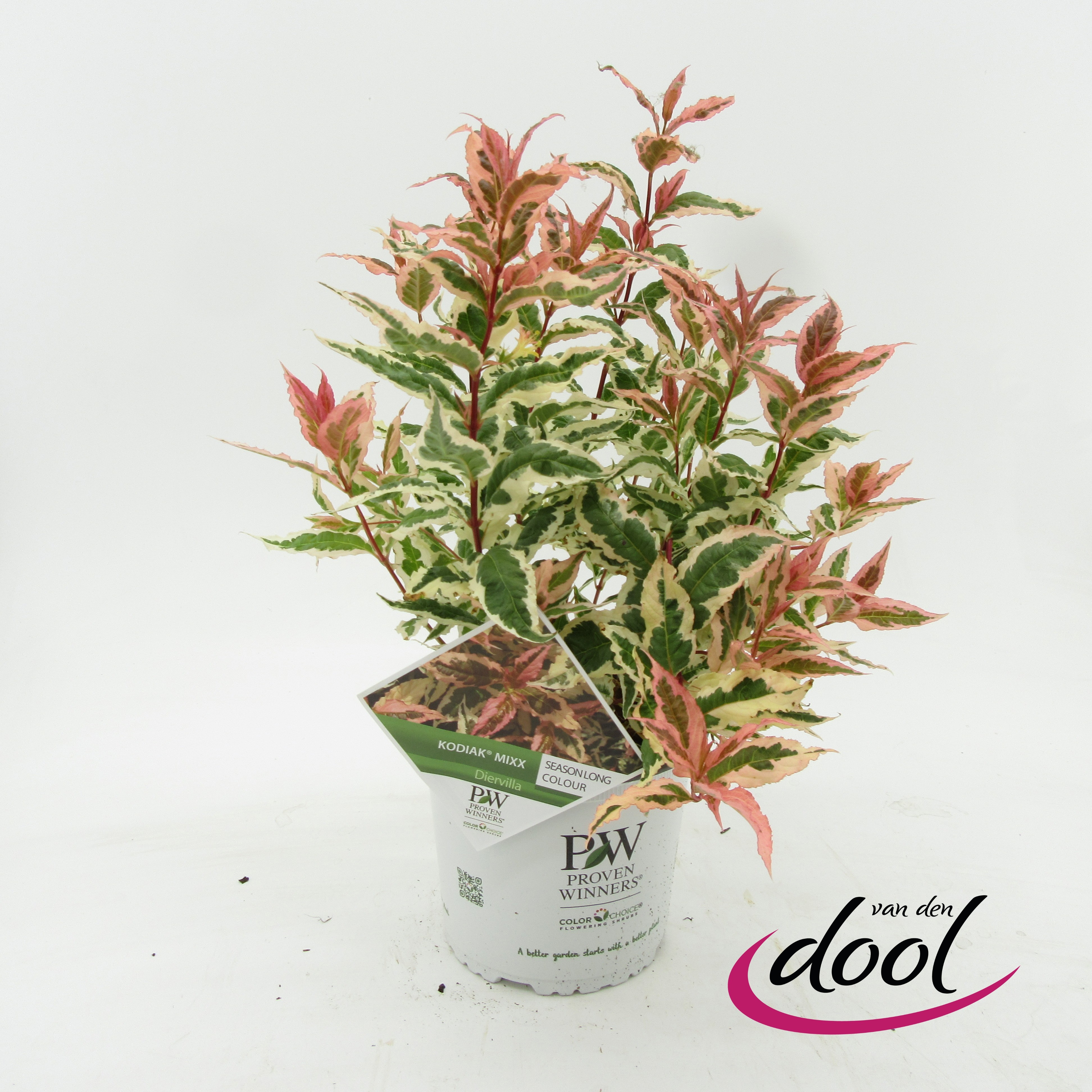 Diervilla x Kodiak® Mixx ('G2X88544VAR')