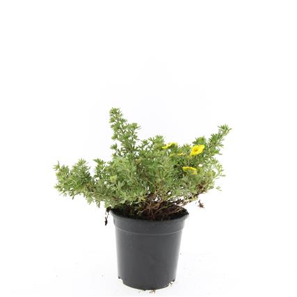 Picture of Potentilla f. Kobold P14