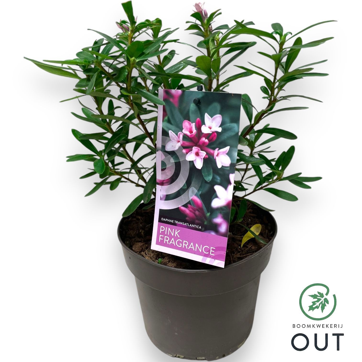 Daphne trans. 'Pink Fragance'