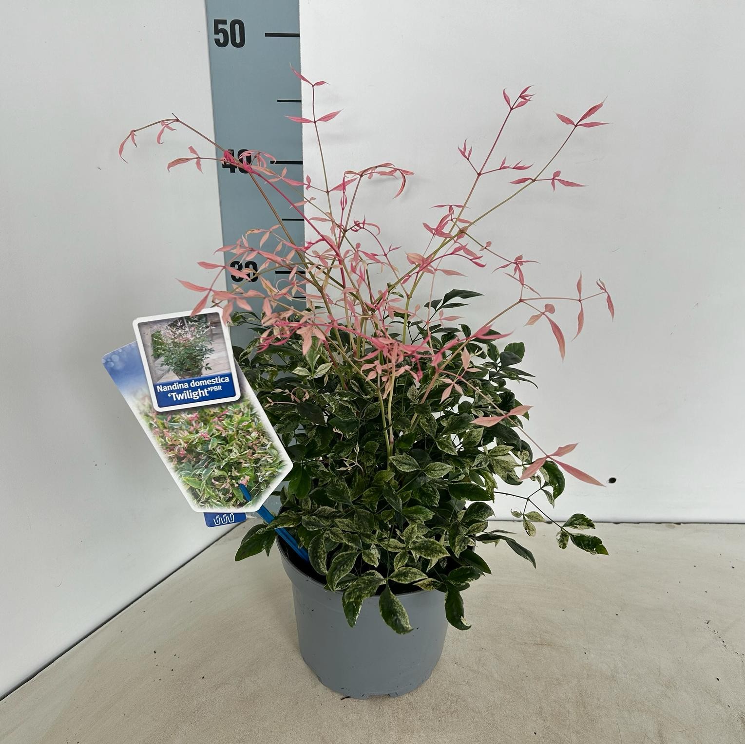 Picture of Nandina domestica Twilight P17 (2 Ltr)