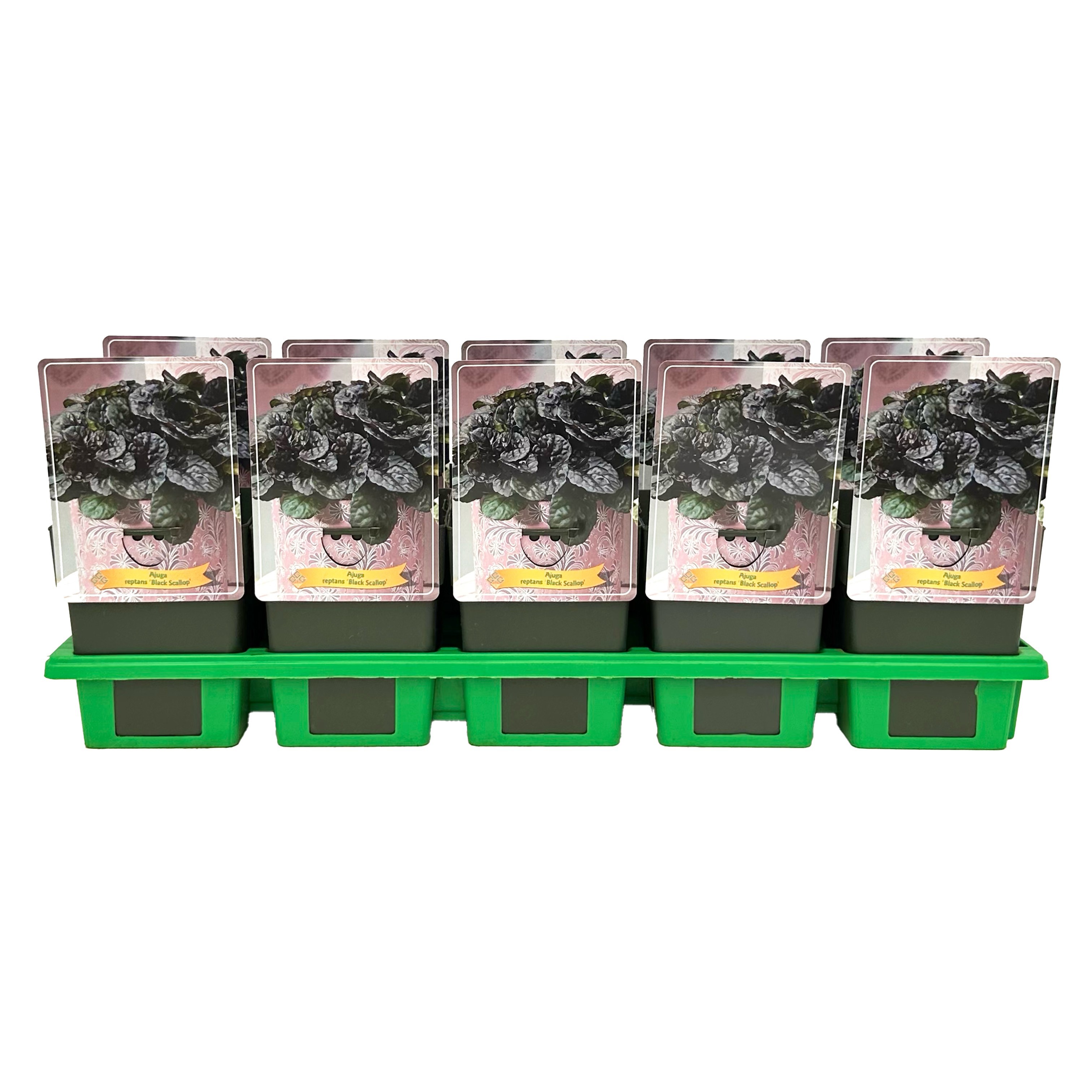 Ajuga reptans 'Black Scallop'