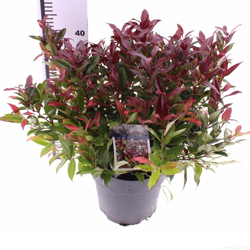 Picture of Leucothoe 'Zeblid'