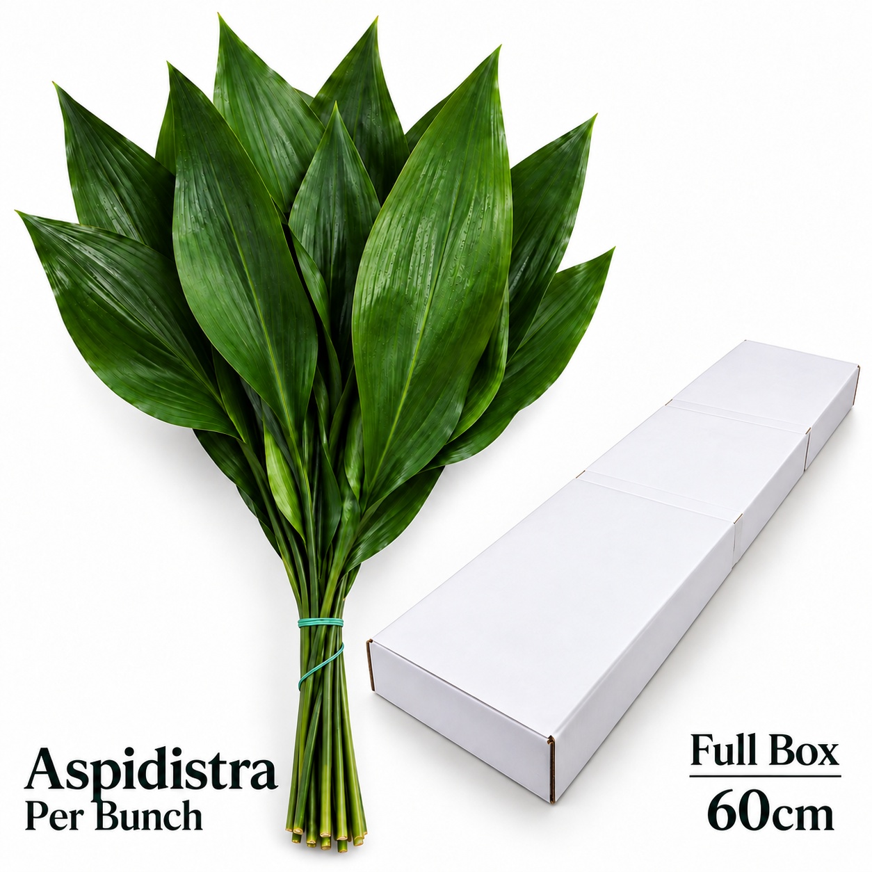 Aspid Elatior Bs
