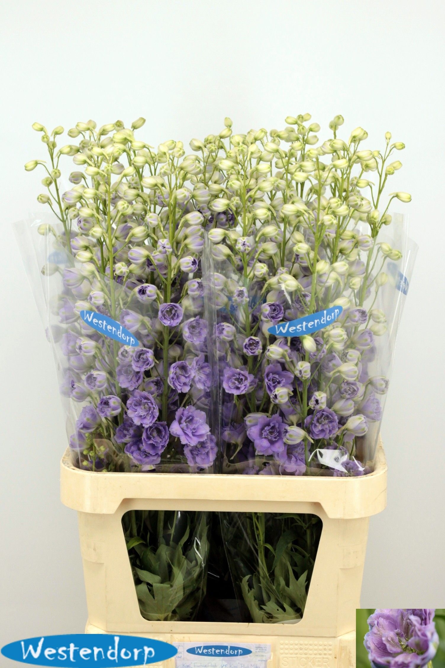 Delph El Ki Bl Milka 100cm