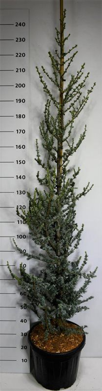 Cedrus libani 'Glauca'