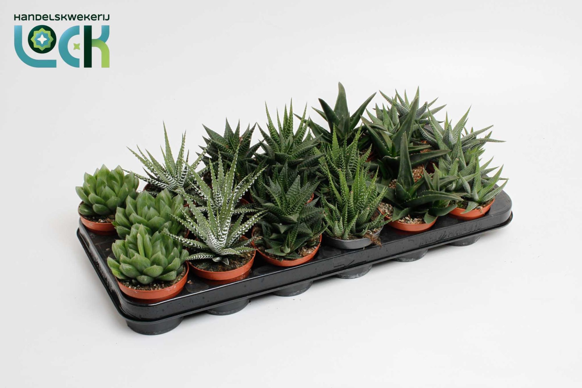 Haworthia 508Ø 15cm