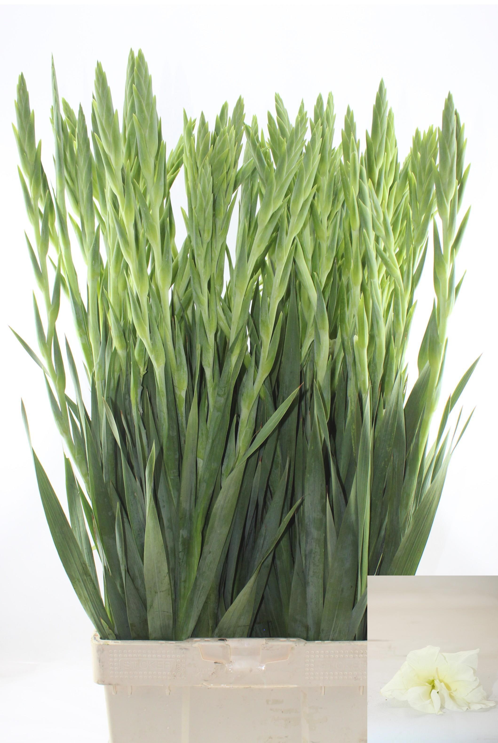 Gladiolus Grand Prix 100cm 200gram