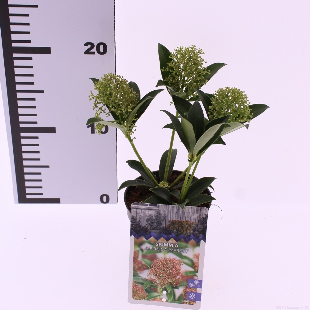 Picture of Skimmia jap. Marlot P9.5 10CM